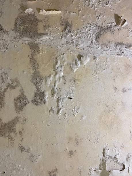 Best Black Mold Removal  in Port St Lucie, FL