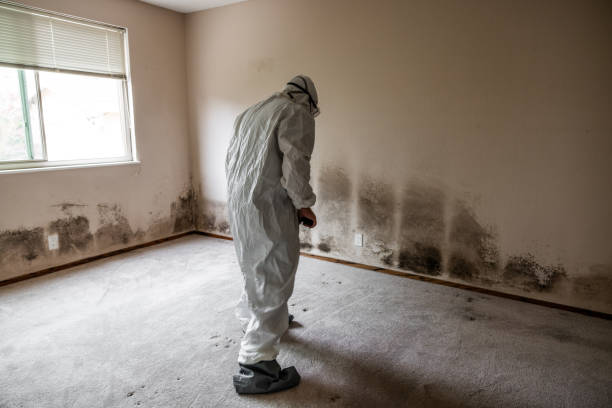 Best Professional Mold Removal  in Port St Lucie, FL