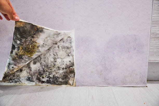 Best Toxic Mold Removal  in Port St Lucie, FL